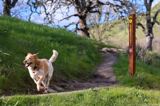 Dog Park at Bay Area Park photo 2